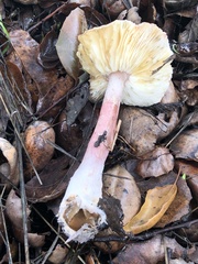 Lepiota spheniscispora