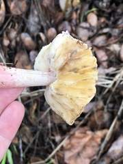 Lepiota spheniscispora