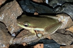 Litoria fallax