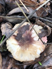 Lepiota spheniscispora