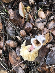 Lepiota spheniscispora