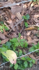 Stenocercus iridescens