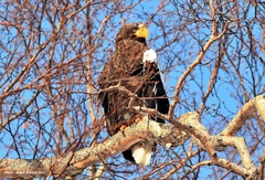 Haliaeetus pelagicus
