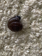 Trochulus hispidus
