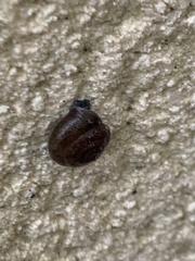 Trochulus hispidus