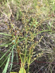 Juncus brachycephalus