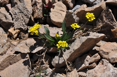 Draba crassa