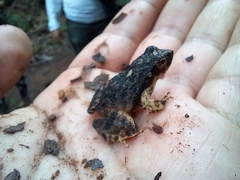 Physalaemus ephippifer