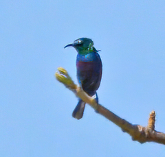 Cinnyris bifasciatus