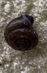 Trochulus hispidus