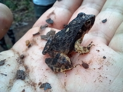 Physalaemus ephippifer