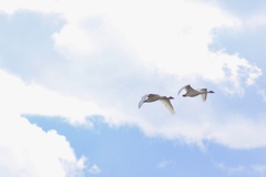 Cygnus columbianus
