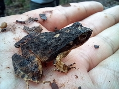 Physalaemus ephippifer