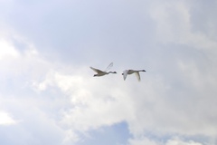 Cygnus columbianus