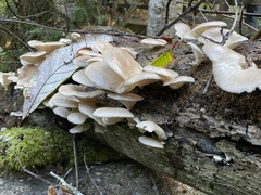 Pleurotus ostreatus