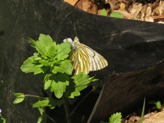 Tatochila xanthodice