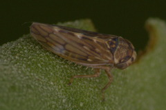 Agalliini