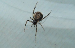 Parasteatoda tabulata
