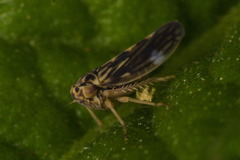 Agalliini