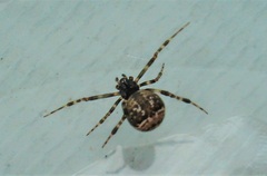Parasteatoda tabulata