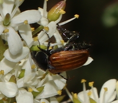 Phyllotocus