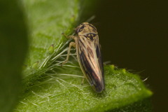 Agalliini