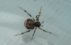 Parasteatoda tabulata