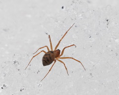 Bathyphantes