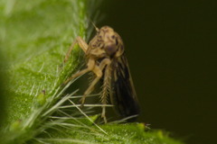 Agalliini
