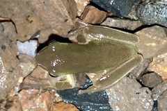 Litoria fallax