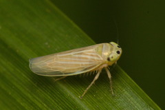 Deltocephalinae