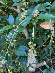 Prunus lusitanica