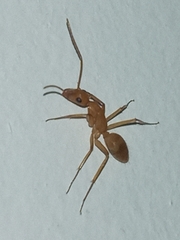 Tanaemyrmex
