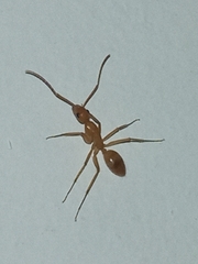 Tanaemyrmex