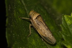 Sordana sordida