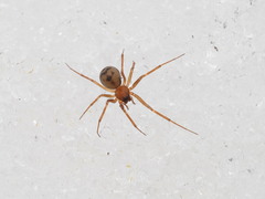 Bathyphantes