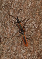 Stenoderus suturalis