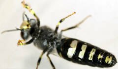 Bembix vespiformis