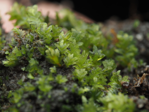 iNaturalist observation photo of pocket mosses