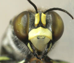 Bembix vespiformis