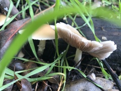 Candolleomyces