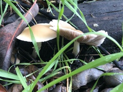 Candolleomyces