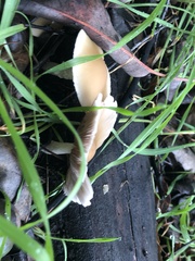 Candolleomyces