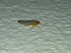 Ferrariana trivittata