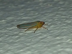 Ferrariana trivittata