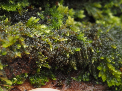 iNaturalist observation photo of Brachytheciaceae