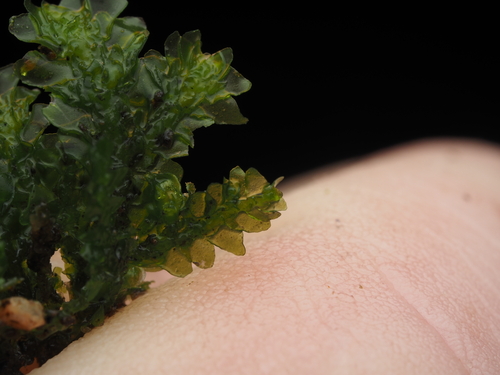 iNaturalist observation photo of Cliff Scalewort