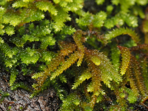 iNaturalist observation photo of California antitrichia moss