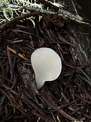 Pseudohydnum gelatinosum