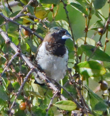 Spermestes cucullata